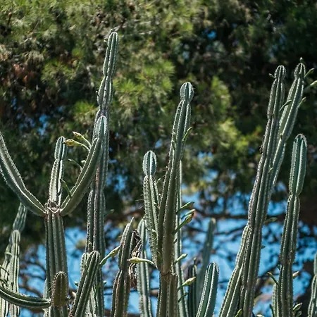 Delle Zagare - Private Hydromassage Pool Nyaraló *