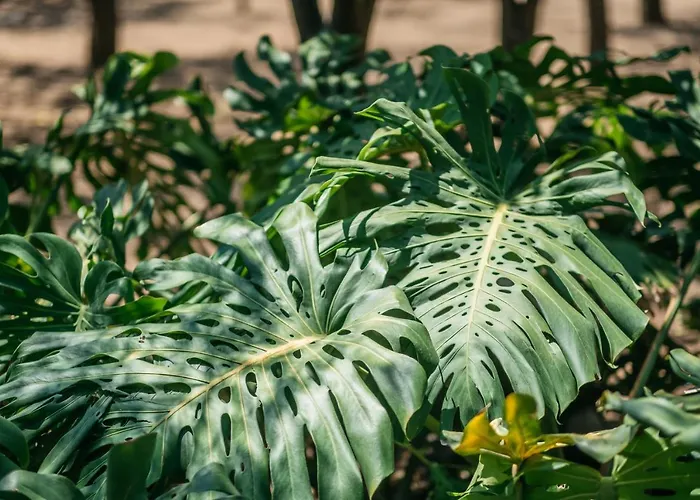 Dom wakacyjny Delle Zagare - Private Hydromassage Pool