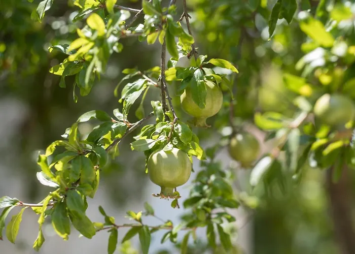 Delle Zagare - Private Hydromassage Pool